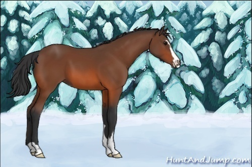 Horse Color:Unknown 