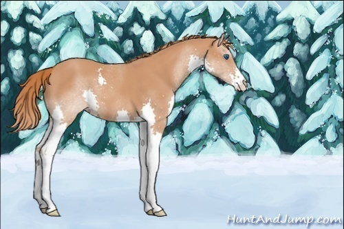 Horse Color:Unknown 