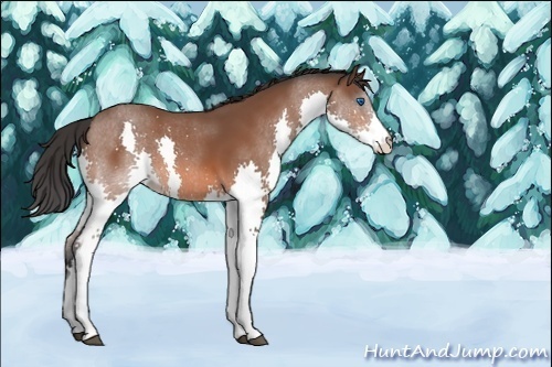 Horse Color:Unknown 