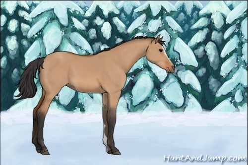 Horse Color:Unknown 