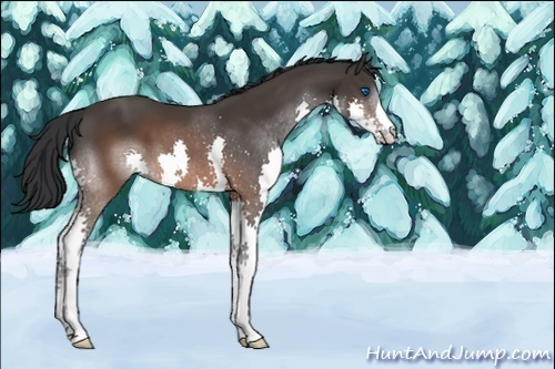 Horse Color:Unknown 