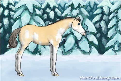Horse Color:Unknown 