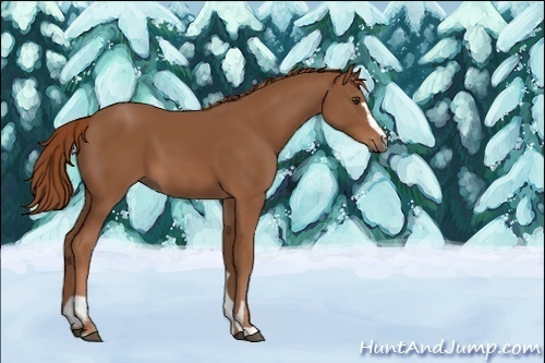 Horse Color:Unknown 