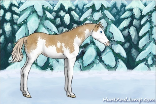 Horse Color:Unknown 