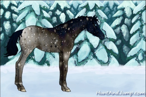 Horse Color:Unknown 