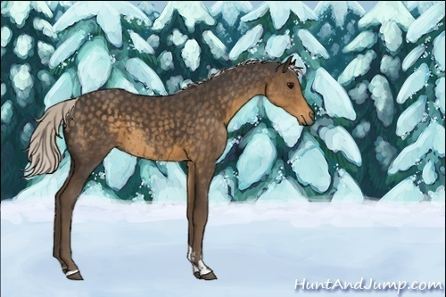 Horse Color:Unknown 