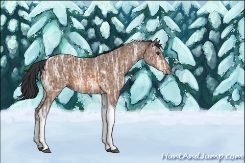 Horse Color:Unknown 