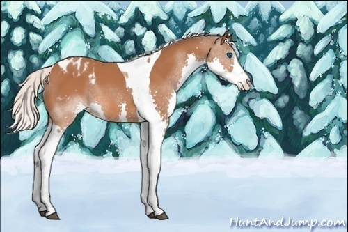 Horse Color:Unknown 
