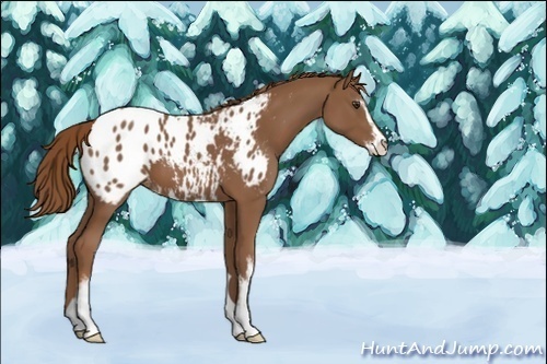 Horse Color:Unknown 