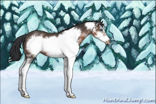 Horse Color:Unknown 