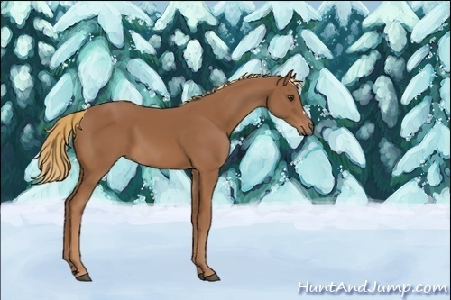 Horse Color:Unknown 
