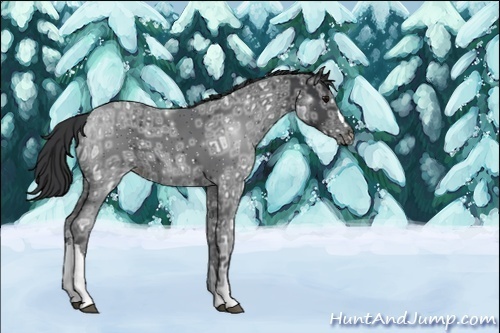 Horse Color:Unknown 