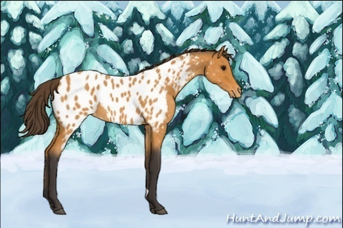 Horse Color:Unknown 