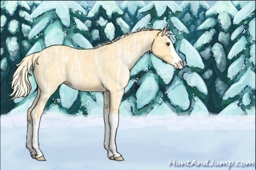 Horse Color:Unknown 