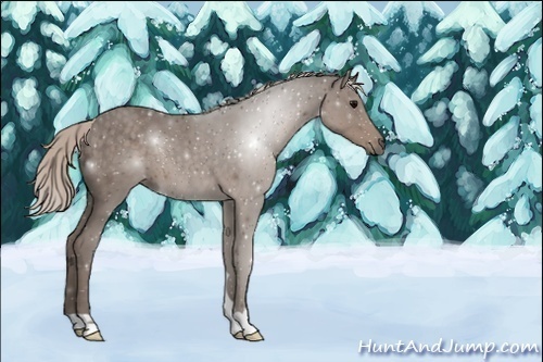 Horse Color:Unknown 