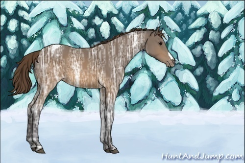 Horse Color:Unknown 