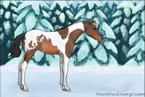 Horse Color:Unknown 