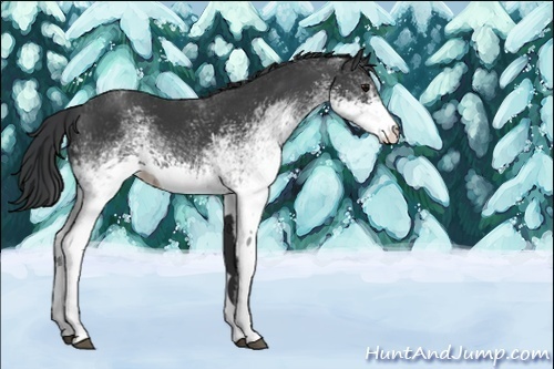 Horse Color:Unknown 
