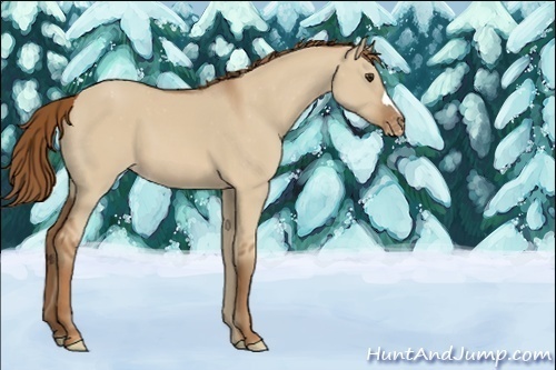 Horse Color:Unknown 