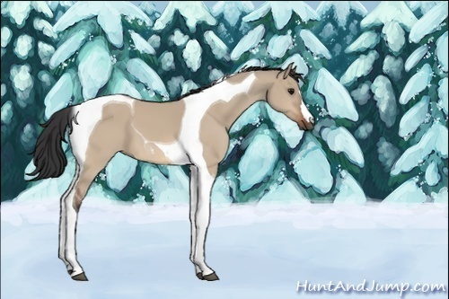 Horse Color:Unknown 