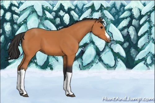 Horse Color:Unknown 