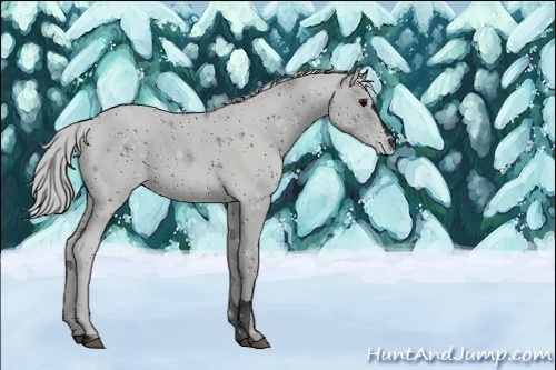 Horse Color:Unknown 
