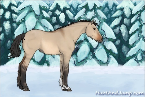 Horse Color:Unknown 