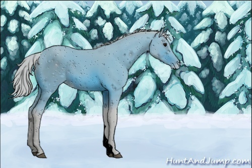 Horse Color:Unknown 