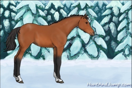Horse Color:Unknown 