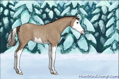 Horse Color:Unknown 