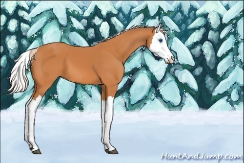 Horse Color:Unknown 