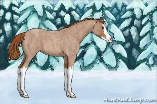 Horse Color:Unknown 