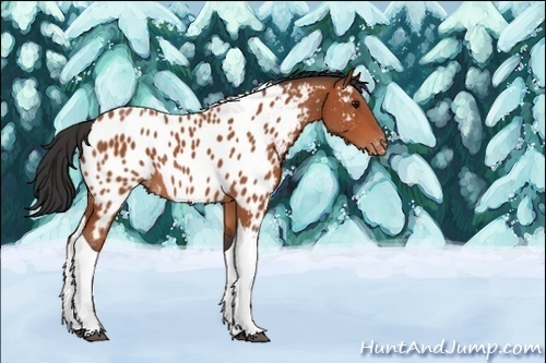 Horse Color:Unknown 