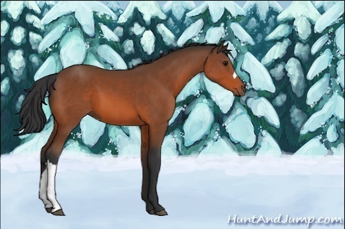 Horse Color:Unknown 