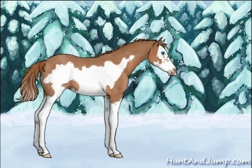 Horse Color:Unknown 