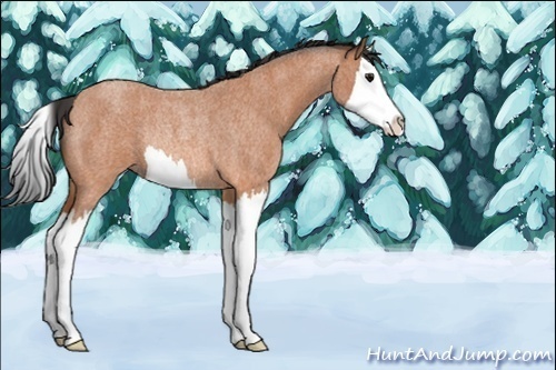 Horse Color:Unknown 