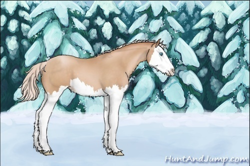 Horse Color:Unknown 