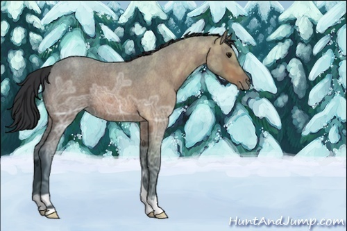Horse Color:Unknown 