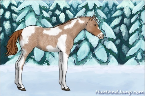 Horse Color:Unknown 