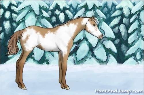 Horse Color:Unknown 