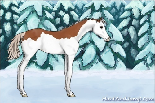 Horse Color:Unknown 