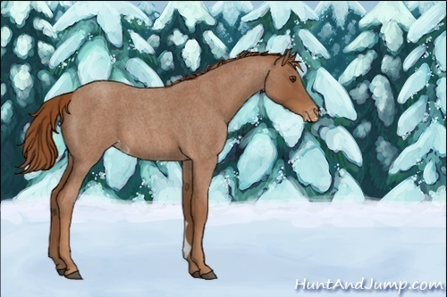 Horse Color:Unknown 