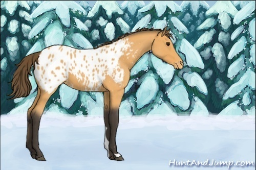 Horse Color:Unknown 