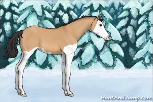 Horse Color:Unknown 