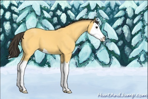 Horse Color:Unknown 