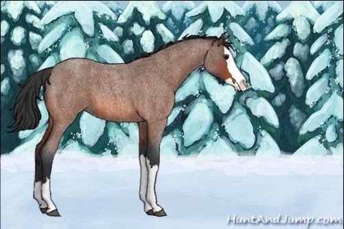 Horse Color:Unknown 