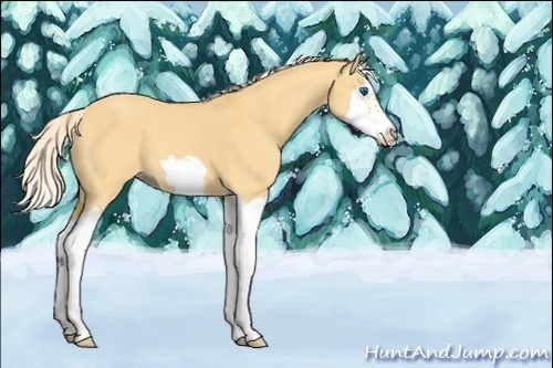 Horse Color:Unknown 