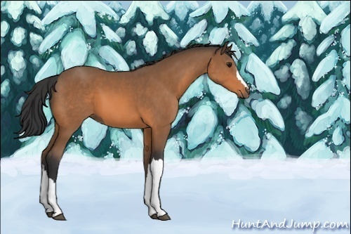 Horse Color:Unknown 