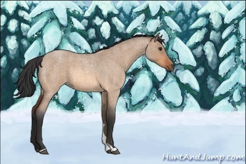 Horse Color:Unknown 