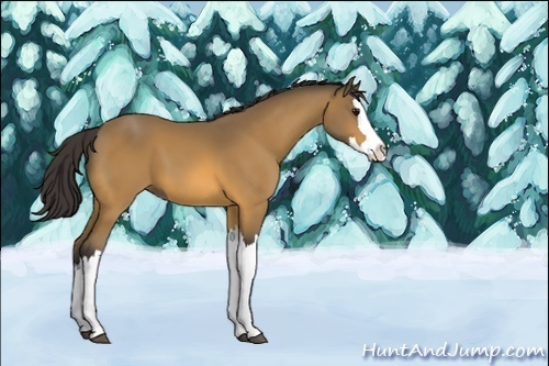 Horse Color:Unknown 